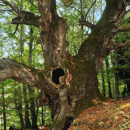Apartmán La Casita Del Jerte Cabezuela Del Valle Exteriér fotografie